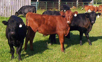 Black and Red Angus cattle