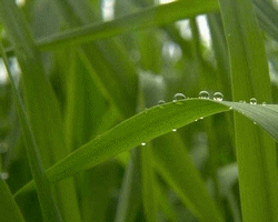 Animated photos of dew on grass and spider web