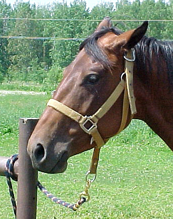 A Be Nice halter