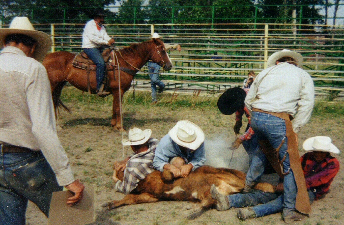 Cowboys branding Minnesota cattle
