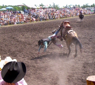 A bronc rider bites the dust at the Effie North Star Stampede Rodeo