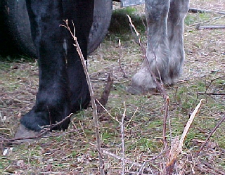 Horses' hooves surrounded by sharp stubble