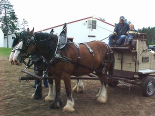 A Clydesdale team