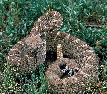 Western diamondback rattlesnake