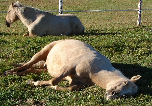 Horse sleeping in a pasture