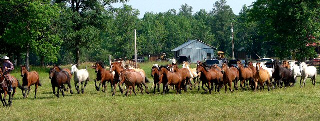 Herding horses at the Effie Rodeo
