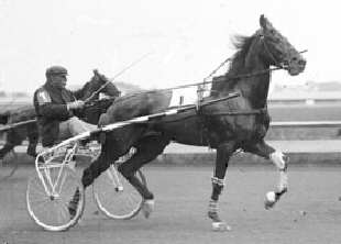 Dan S. -- an early 20th century pacer in a harness race