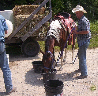 Horse with five gallon pails