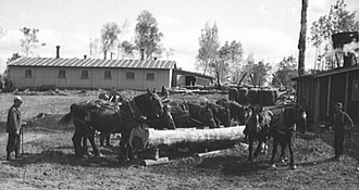 Horses being watered at lumber camp near Effie, Minnesota