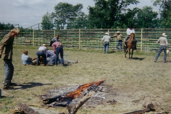 Cattle branding at the North Star Ranch, Effie, Minnesota