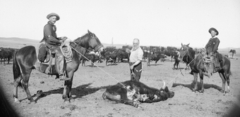 Ephriam Swain Finch branding cattle on the Milldale Ranch near Arnold, Custer County, Nebraska. ca. 1900