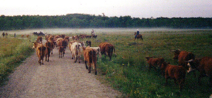 Minnesota cattle drive