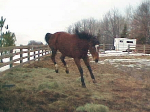 Frisky horse in spring