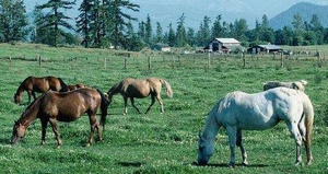 Grazing horses facing downwind