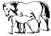 Nursing foal