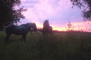 Horses with red sunrise