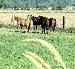 Horses facing downwind