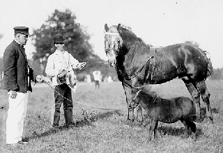 A miniature horse standing next to a large draft horse in 1909