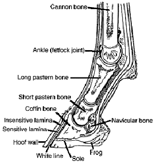 Parts of the foot