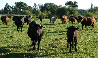Minnesota cow herd