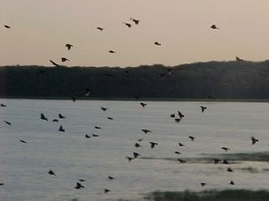 Low-flying birds