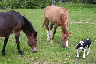 A mule, a horse, and a dog