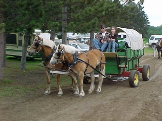 A team of draft horses