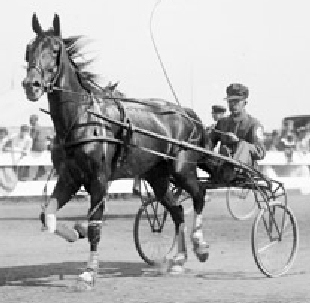 Major Law -- an early 20th century trotting horse in a harness race