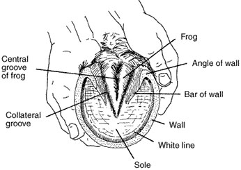 Hoof anatomy