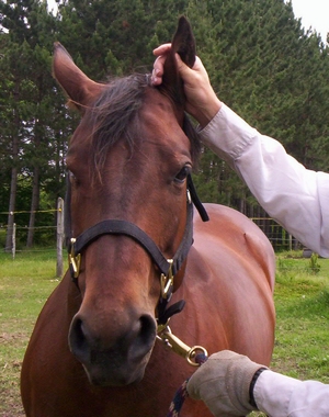 Rubbing Fanny's ears