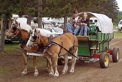 Spud and Astro in harness