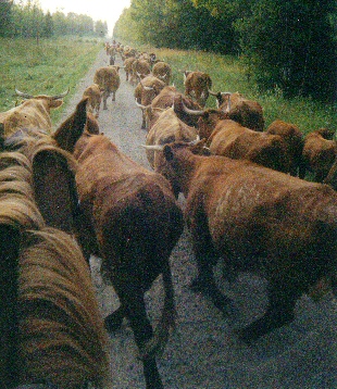 Minnesota cattle drive