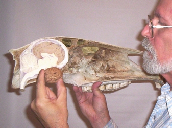 Photo of a horse skull showing the relative sizes of the cerebellum and a large walnut