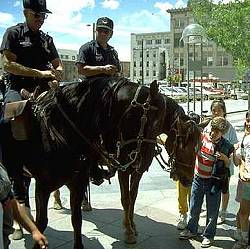 Police horse with Australian Stock Saddle