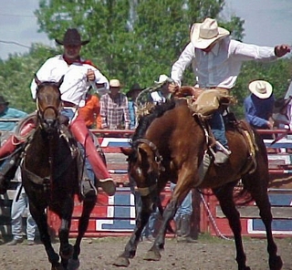 A bronc rider trying to stay straight in the saddle