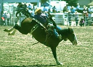 Rodeo bucking horse putting in eight seconds of work