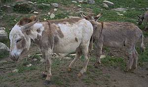 Donkeys seem especially vulnerable to Jack Sores