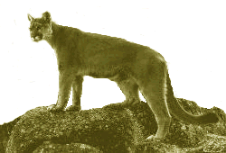 Mountain Lion