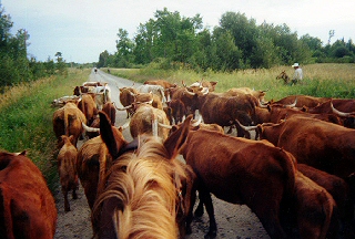Cowboy Bob's-eye view of a cattle drive