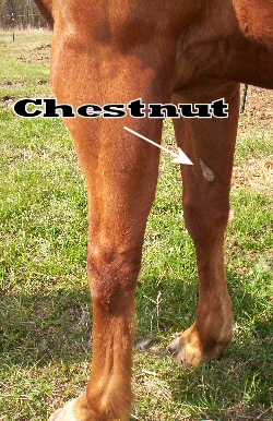 Chestnut on horse's leg