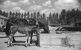 Mare and colt at trough, Fairfield Bench Farms, Montana