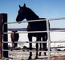 Cribbing horse