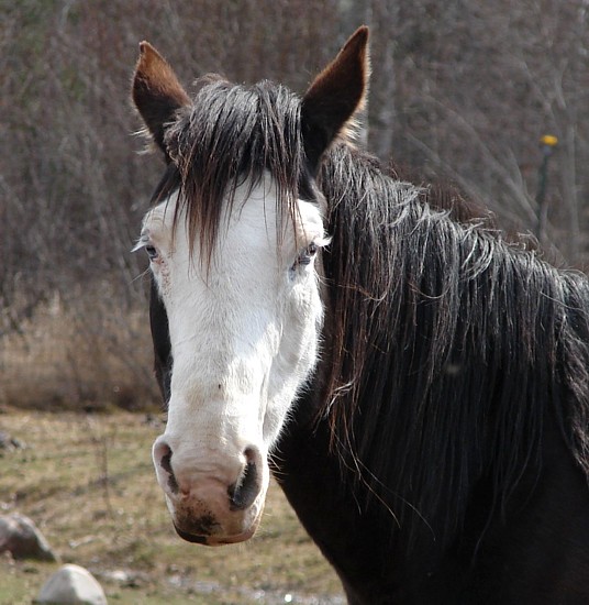 Bald Faced mare