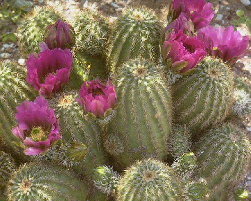 Barrel Cactus