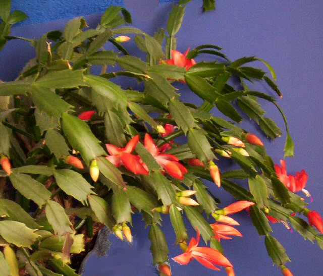 Christmas Cactus