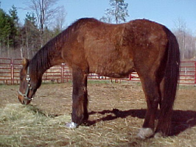 Cushing's Disease