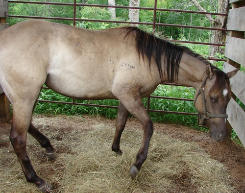 Grulla