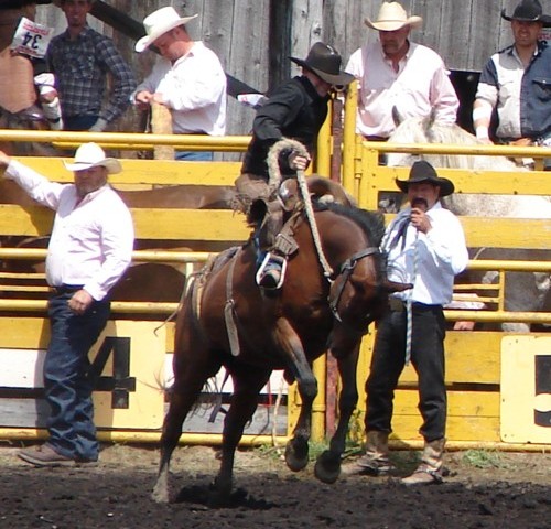 Saddle bronc rider holding a Hack Rein