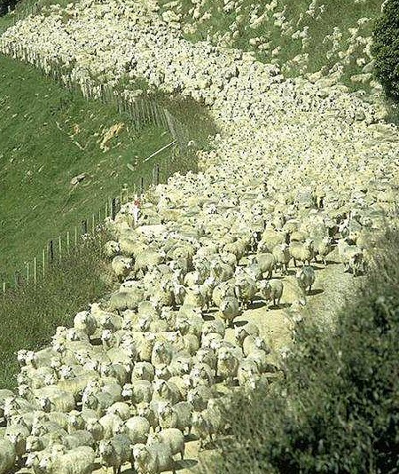A large flock of sheep