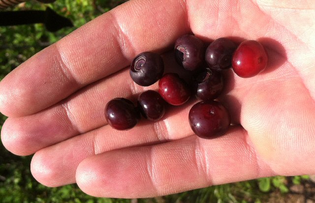 Handful of big huckleberries